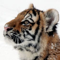 Гороскоп на 2010 год тигра
